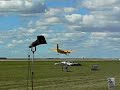 cc 115 buffalo demonstrating stol capabilities