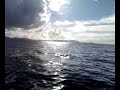dolphins in fuerteventura   corralejo