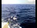 dolphins in fuerteventura   corralejo