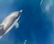 Dolphins in Fuerteventura - Corralejo