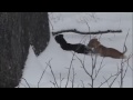 dogs in snow