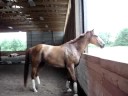 Gorgous Horse!! Gorgous Horse!!