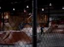Kyle Ebbett backflip Manual