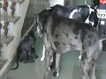 See Video