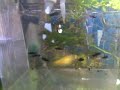Molly Fry Update-Day 7