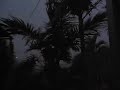 Brisbane Storm