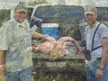 Aoudad sheep hunts V2