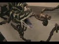 jungle carpet python bites in live action