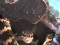 jungle carpet python bites in live action