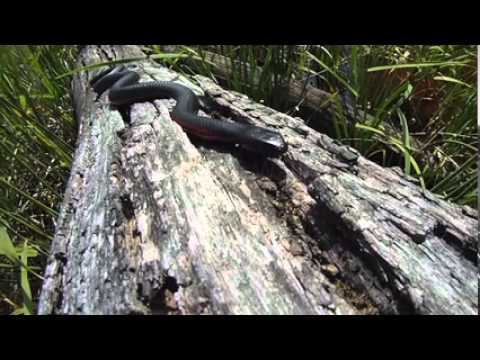 porphyriacus - We came across this Red-bellied Black Snake on a cool and windy summers day In Croajingolong National Park. Stretched out along a crack in a log it had an id...