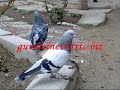 g�vercin,guvercinevi.trtc.biz,bolvadin,afyonkarahisar