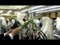 Shaking Lulav and Esrog during Hallel - Hodu #2