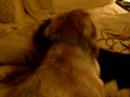 Dog Fight 2 Dog Fight 2