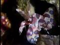 Australia MARINE WORLD (40)