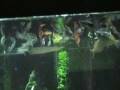 videos de Lack of O2