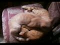 gatitos