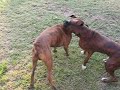 boxers boxing