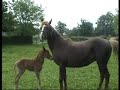 naissance poulain