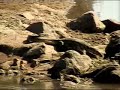 Water monitor lizard looks for lunch