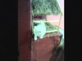 peluchito