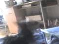 videos de Maxino magico - papi