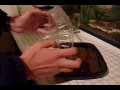 My Brachypelma Smithi - 