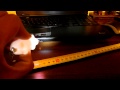 (uploaded by mrBubastik)&nbsp;Review - Mini Pig 2 LEDs Flashlight White