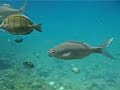 Tropical Fish At The Lagoon House, Kapoho, Hawaii
