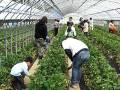 kannami strawberry picking farm.AVI