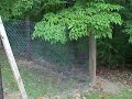 Chicken Run