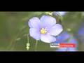 Spring Blooming Flowers
