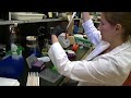 U of M researchers discover gene causing collapse in dogs
