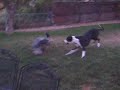 Great Dane Shelby Runs around with Chloe