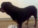 Clever Rotty Topaz