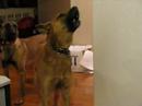 Shepherd Sing Along Shepherd Sing Along