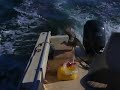 Hungry Western Gull Pilfers Popcorn
