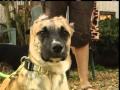 Arrest Made In Burned Puppy Case