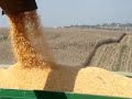 Milho em Portugal