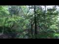 Waterfalls of Ricketts Glen State Park