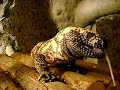 heloderma suspectum swallow mouse