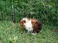 Baby Guinea Pig Mouskin Gives Himself A Bath