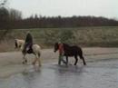 horses  *i run free*