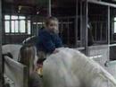 horses  *i run free*