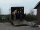 horses  *i run free*