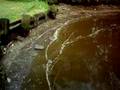 videos de Genetically Modified Crops That Use Less Fertilizer