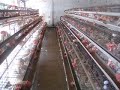 Indore_Poultry_Farms_Chicken_Eggs Indore_Poultry_Farms_Chicken_Eggs