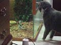 cat vs frilled dragon