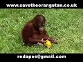 Save the Orangutans Part 2 of 3