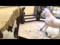 Schleich Horse Movie -A Fault In Love part 3 Schleich Horse Movie -A Fault In Love part 3