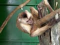 crazy monkey (Personal blowjob)